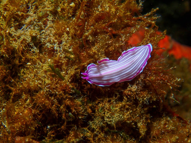 Prostheceraeus roseus - Planaire rose