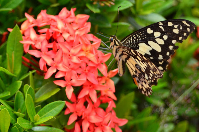 Papilio demoleus