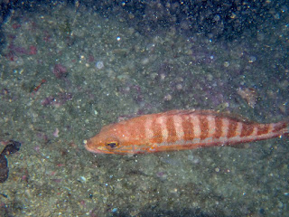 Serranus cabrilla