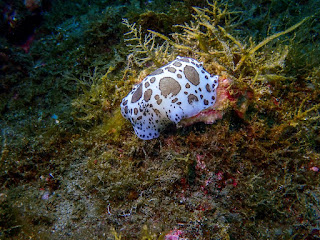 Peltodoris atromaculata 