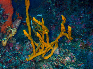 Axinella polypoides Axinella polypoides