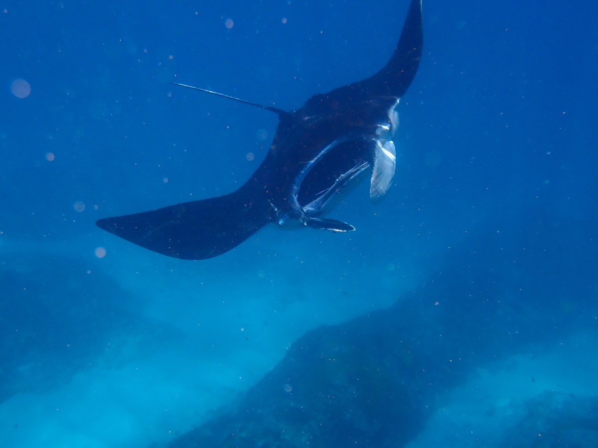 Mobula alfredi Mobula alfredi