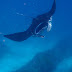 Indonésie - les raies manta de Lembongan