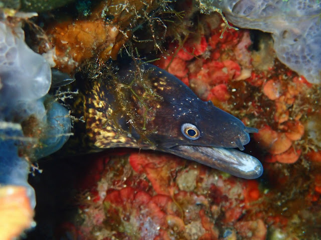 Muraena helena Muraena helena