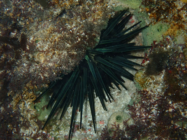 Stomopneustes variolaris