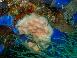 Phidoloporidae Phidoloporidae