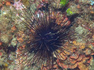 Centrostephanus longispinus