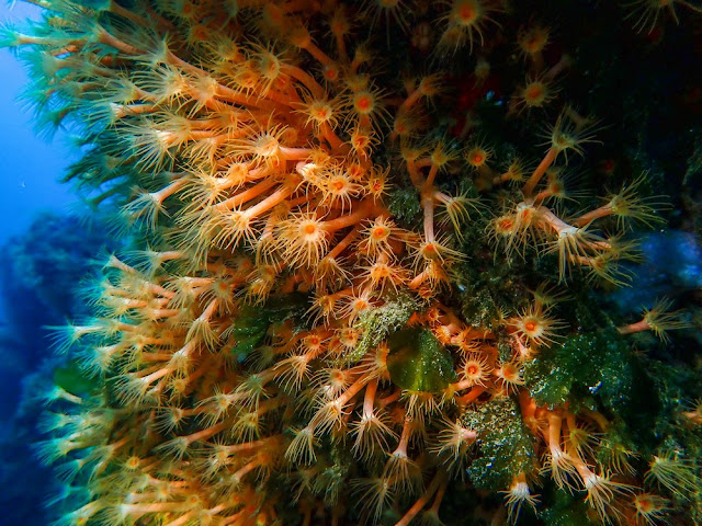 Parazoanthus axinellae