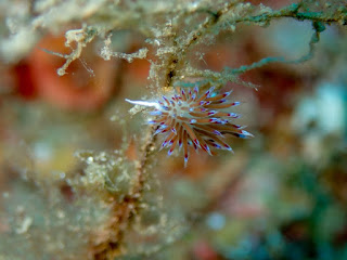 Cratena peregrina Cratena peregrina