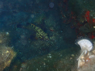 Epinelephus marginatus
