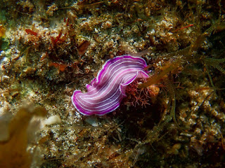 Prostheceraeus roseus Prostheceraeus roseus