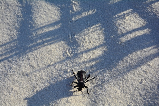 Eleodes acuta Eleodes acuta