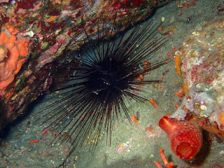 Centrostephanus longispinus