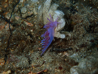 Flabellina affinis 