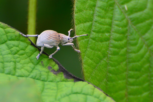Entiminae