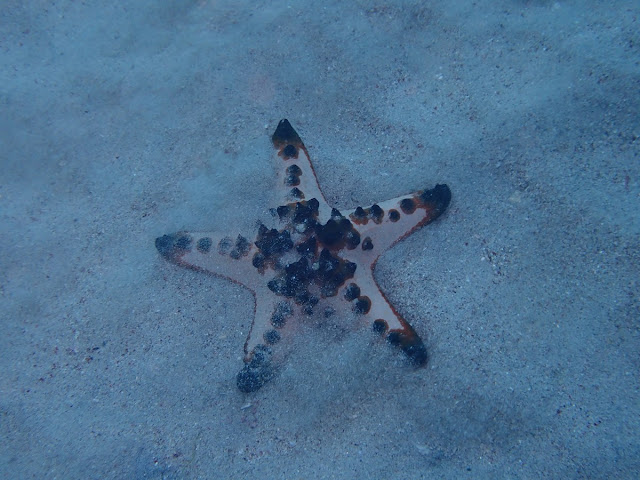 Protoreaster nodosus