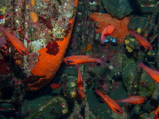 Apogon imberbis - Apogon