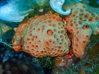 Hemimycale columella Hemimycale columella
