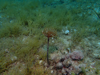 Sabella spallanzanii Sabella spallanzanii