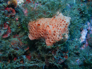 Hemimycale columella