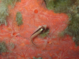 Parablennius rouxi