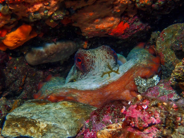 Octopus vulgaris