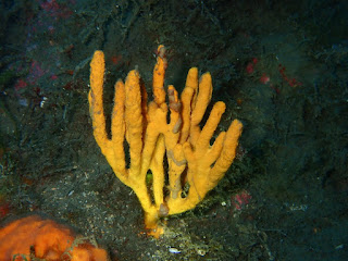 Axinella polypoides