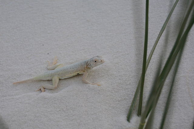 Holbrookia maculata ruthveni Holbrookia maculata ruthveni