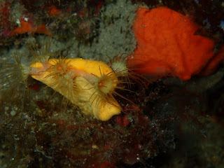 Parazoanthus axinellae