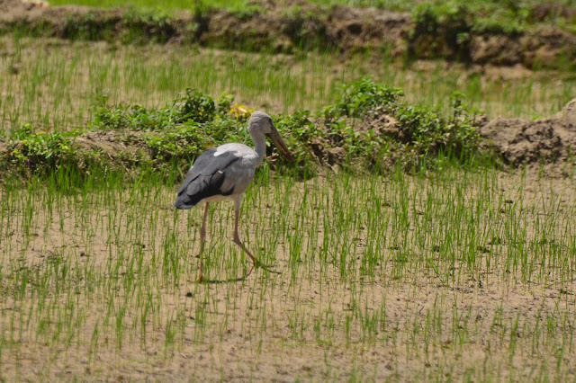 Anastomus oscitans - Bec ouvert indien