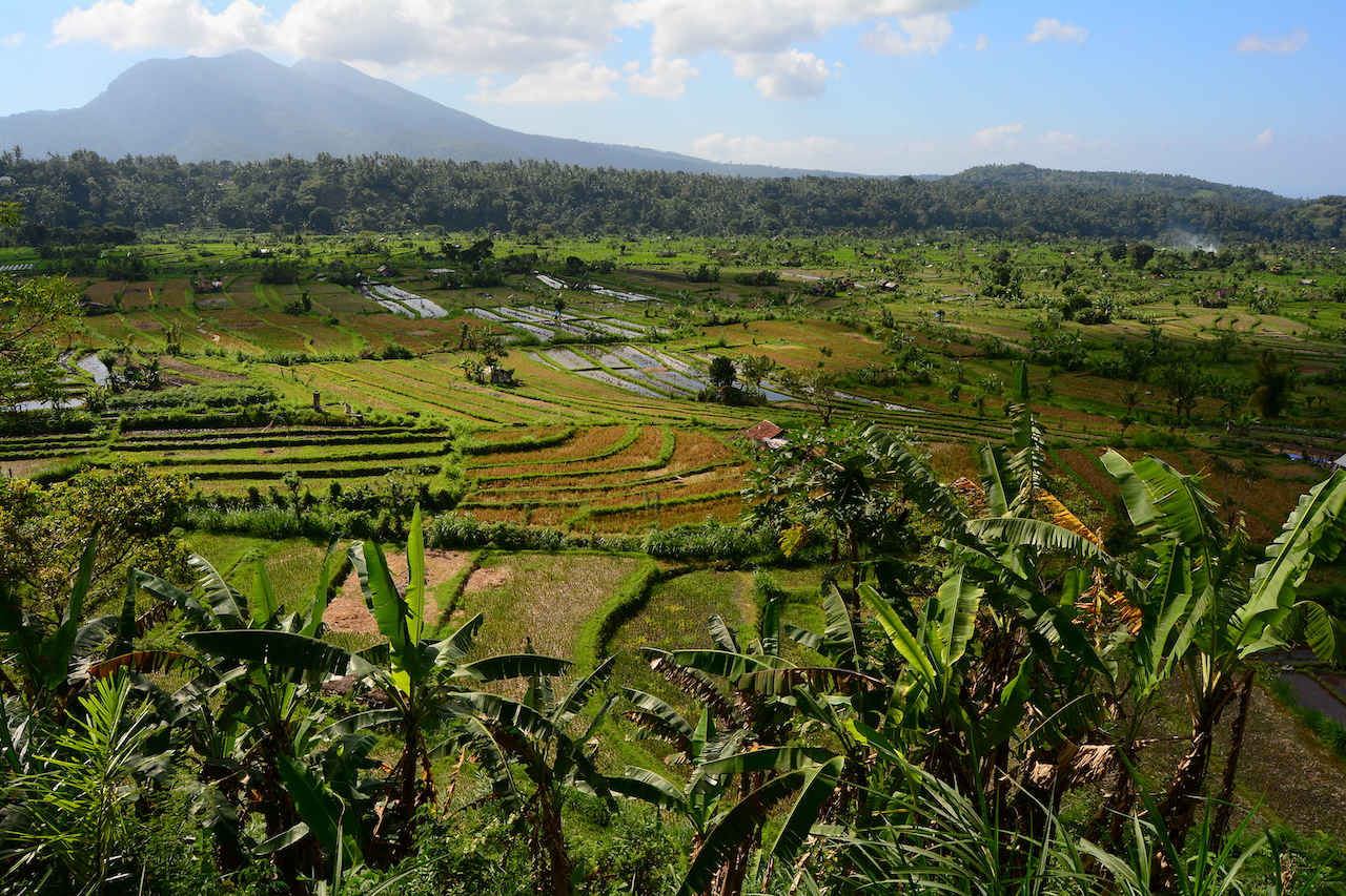 Tirta Gangga rizières