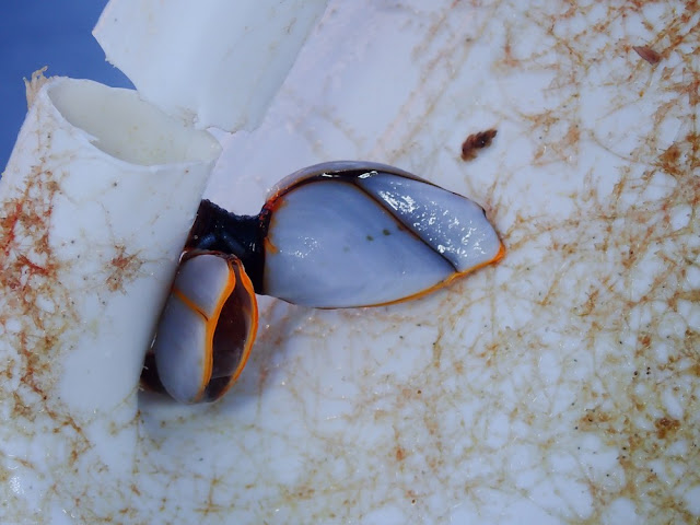 Lepas anatifera - Anatife commun