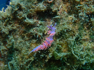 Paraflabellina ischitana - Flabelline d'Ischia