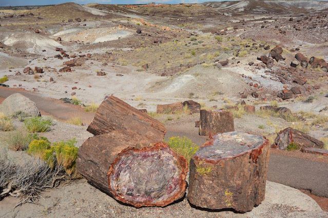 Crystal Forest Petrified Forest
