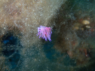 Flabellina affinis Flabellina affinis
