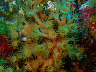 Parazoanthus axinellae Parazoanthus axinellae