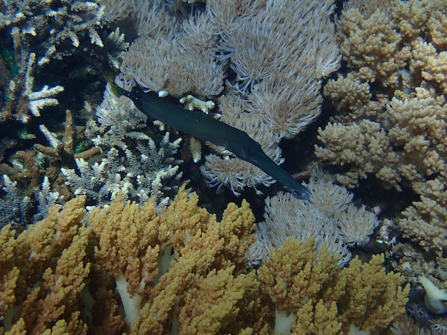 Aulostomus chinensis