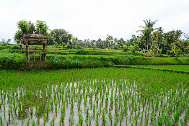 rizières Bali