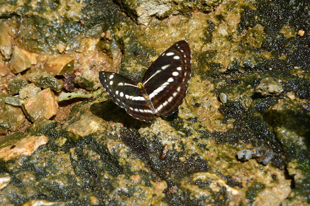 Neptis sp.