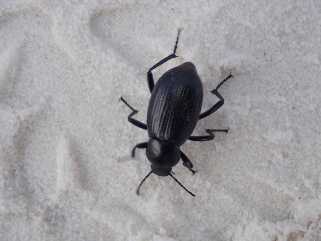 Eleodes carbonaria Eleodes carbonaria