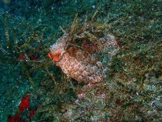 Umbraculum umbraculum