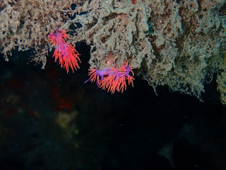 Paraflabellina ischitana