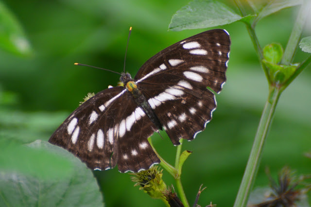 Neptis hylas