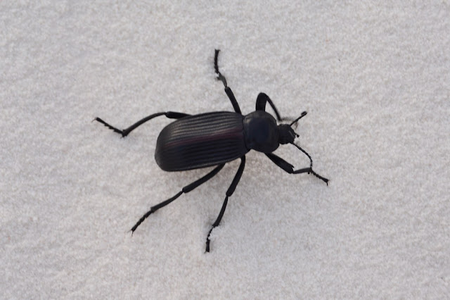 Eleodes acuta Eleodes acuta