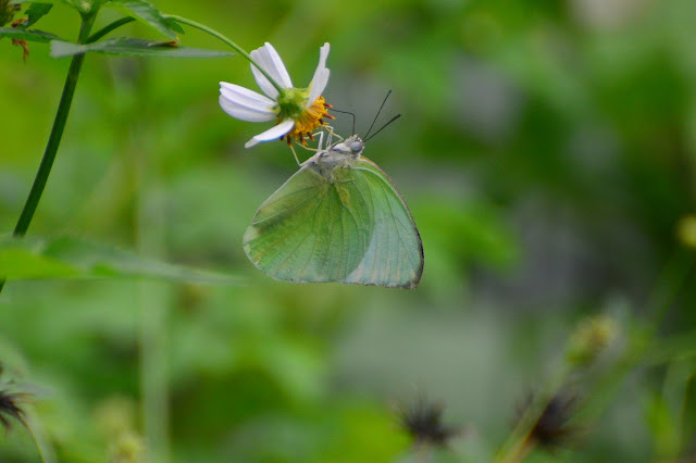 Catopsilia pomona