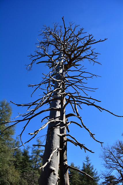Cedrus atlantica