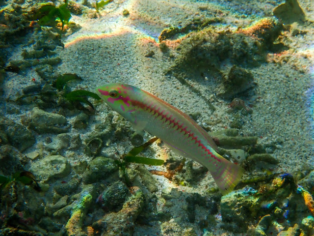 Halichoeres scapularis Halichoeres scapularis