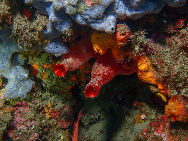 Halocynthia papillosa