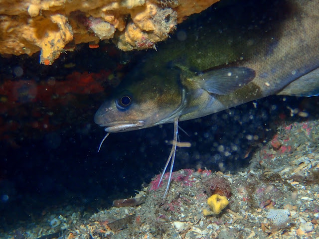 Phycis phycis - Mostelle