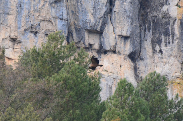 Gyps fulvus - vautour fauve